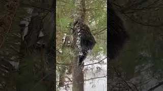 Super cool close up of wild porcupine climbing a tree
