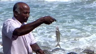 Only Sea CATFISH Fishing catch and release