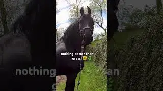Friesian Mare Grazing On Grass During Spring😍🌿#shorts