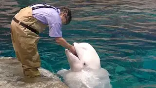 ベルーガ　トレーナーさんの手をパックンします【名古屋港水族館】Beluga Port of Nagoya Public Aquarium