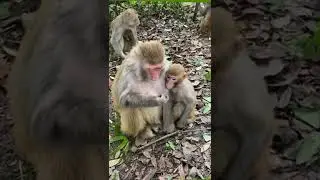 Hina monkey Teach her baby