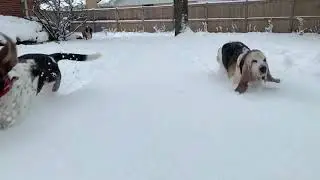 Basset Slo-Mo - times TWO! Those ears!