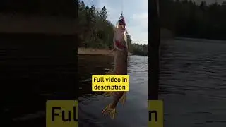 Belly Boat Fly Fishing - Unique Fishing Technique #pike #fishing #bellyboat #shorts