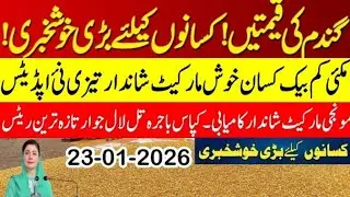 Today Wheat price in punjab//گندم کا ریٹ2026/munji makki till sarso/Galla mandi rate today 2026
