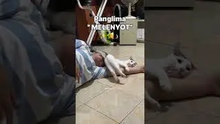 Oh jadi ini yg ditakutin dicatroom 😭🙏🏻#winterfamily #cat #kucingpintar #kucinglucu #kucinggemoy