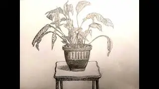 Bristol Khokhar ⸰ Umar Ali - Plant Pot - Hand Drawn Sketch