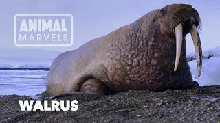 Walrus Mustache Secrets: The Science of Facial Hair