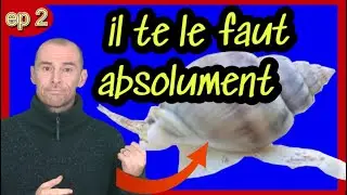 les ALLIERS du sable ep 2: un DETRITIVORE pas cher et efficace