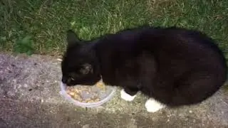 I sit on the curb with Tabetha while she eats her Tuna and Shrimp.  😋