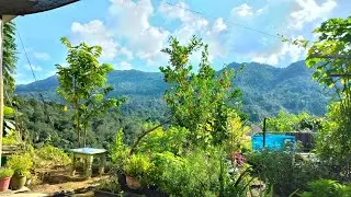 Membersihkan halaman belakang rumah sekaligus kebun mini belakang rumah 🏡