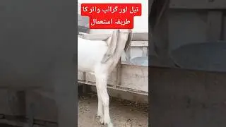 Стимулятор роста коз #bakrifarming #beetalgoat #bakripalankaisekre #bestfeedforgoats