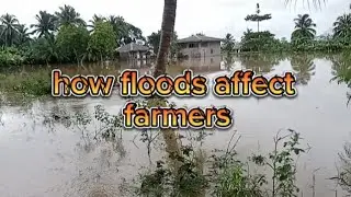 how floods affect farmers and crops