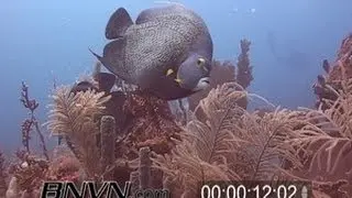 5/15/2004 French Angelfish Dry Tortugas TER