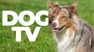 DOG TV | Calming Music & Nature Scenes for Dogs | Anxiety Relief, Relaxation & Enrichment (10 Hours)