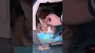 Every donation matters, link in bio🥹❤️ #cats #shelter #pet #paws