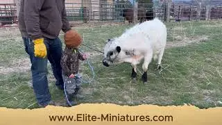 Roger - Elite Miniatures Premier Online Auction