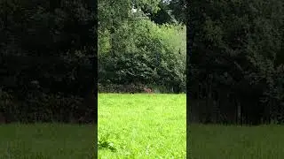 A rare sight a wild deer! #shorts #deer #wildlifevideo #naturemoment #viral #animals