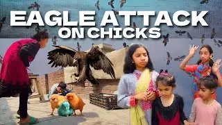 Cheel 🦅 Ny Attack kr diya 😳 Eagle Attack On Chicks 🐥 Ualvis Vlog