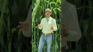 Programa de bioestimulaci&oacute;n parte 02: los microorganismos de Voltan con el Ing. Rodrigo Gurrola.