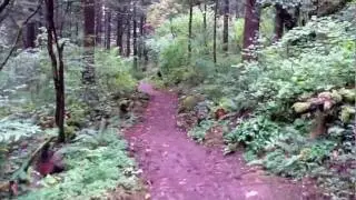 Angel's Rest Trail , Oregon