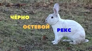 Рекс шварцграннен &ndash; Schwarzgrannen-Rexe. Редкий окрас в России
