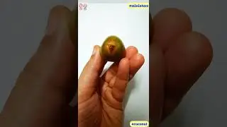 Kabhi dekha h itna chotta coconut : miniature #coconut #shortsfeed  #miniature #mini #youtubeshorts