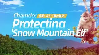 Chamdo: Protecting 'Snow Mountain Elf' #china #video #subscribe #animals