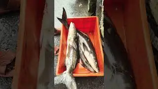 koduvaa meen 🐠🐟😁😀😋🤤👍👌👆