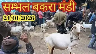 Sambhal bakra mandi ll 24/01/2026 ll Saratarin bakra mandi Live update ll Sambhal UP ll 