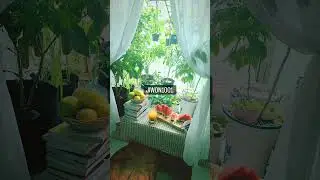Summer Balcony Garden | 여름 베란다 정원 | Balcony Garden. #slowliving #jiwon1001