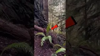 If you see this PLANT, run! 😨 #viral