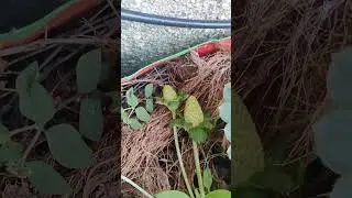 Strawberries in Goa?! 🍓 YES! Tried, Tested & Successfully Grown at Home | Quick & Healthy Harvest
