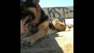 Dog Panting