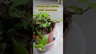 Efforts are better than promises. #uppsc2024 #roaro2023 #uppcstestseries