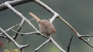 Rufous-crowned Sparrow calling, Ventura, California - 5 July 2023