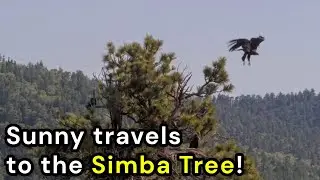 Sunny travels to the Simba Tree! 6/3/25 - Jackie & Shadow of Big Bear, CA