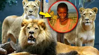 Lions Rescue Kidnapped Girl in Ethiopia in a Stunning Act of Protection That Defies All Expectations