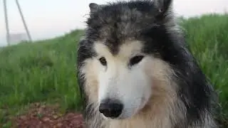 Adorable Huskies -  NORTHERN BREED HD | IKAR 1