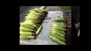 Trip To Tamhini Ghats Pune