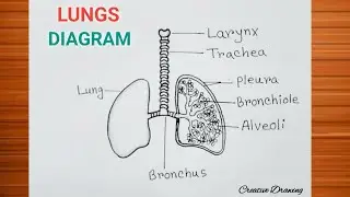 Human Lungs Diagram With Parts / How to Draw Lungs Diagram Easily