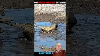 Lion vs Leopard &ndash; Tree Skill vs Ground Power!