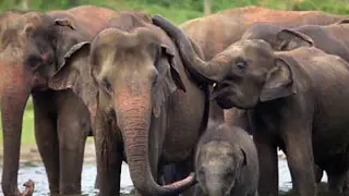 Human-elephant coexistence