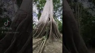 Sama&uacute;ma: The queen tree of the Amazon Rainforest, sacred to ancient people.