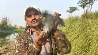 Amazing live birds hunting trap with net!