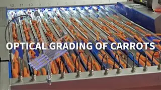 Optical grading of snack carrots