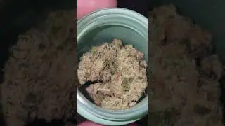This strain is a&nbsp;clone-only cross between GSC and Fire OG - Animal Mint Cake
