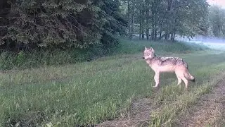 Saskatchewan's WILD Summer Trail Cam Footage
