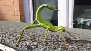 HUGE JUNGLE NYMPH Threat Pose! - (Heteropteryx dilatata)
