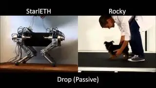 Biomechanics of Quadruped robots