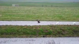 Marsh Harrier hunting a duck over the water